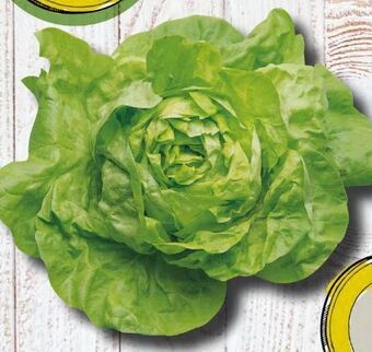 Spar Kopfsalat Angebot