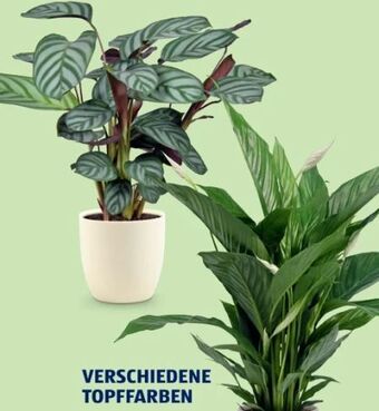 Hofer Grünpflanzen Angebot