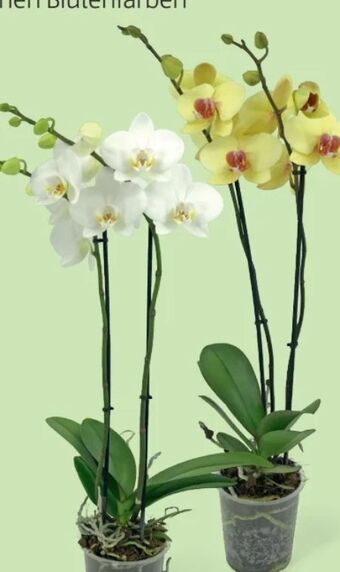 Hofer Orchidee Angebot