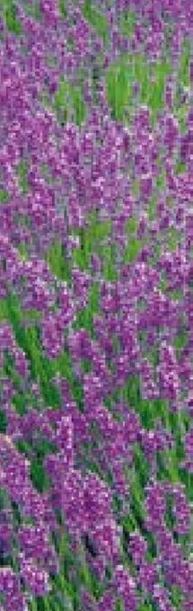 Hellweg Echter lavendel Angebot