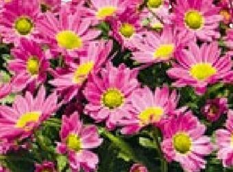 Hellweg Chrysanthemen swifty Angebot