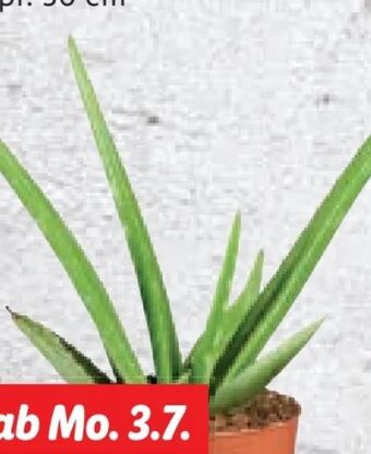 Lidl Aloe vera Angebot