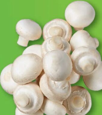 Lidl Champignons Angebot