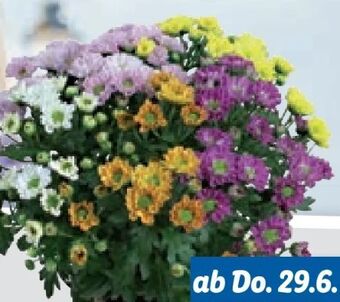Lidl Chrysanthemen elle fleur Angebot