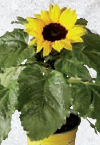 Lidl Sonnenblume Angebot