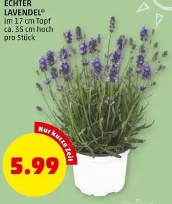 PENNY ECHTER LAVENDEL** im 17 cm Topf ca. 35 cm hoch pro Stück Angebot