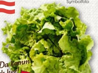 ADEG Grazer krauthäuptelsalat Angebot