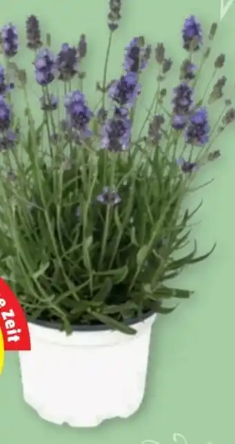 PENNY Echter lavendel Angebot