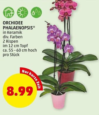 PENNY Orchidee Phalaenopsis Angebot