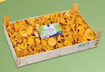Metro Eierschwammerl Angebot