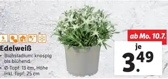 Lidl Edelweiß Ø-Topf: 13 cm, Höhe inkl. Topf: 25 cm Angebot