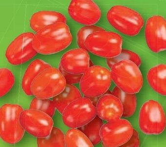 Lidl Dattelcherry tomaten Angebot