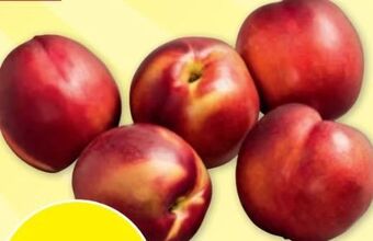 PENNY Nektarinen Angebot