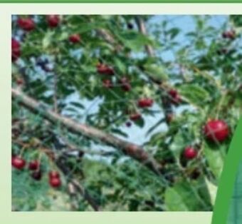 Norma Vogelschutznetz premium Angebot
