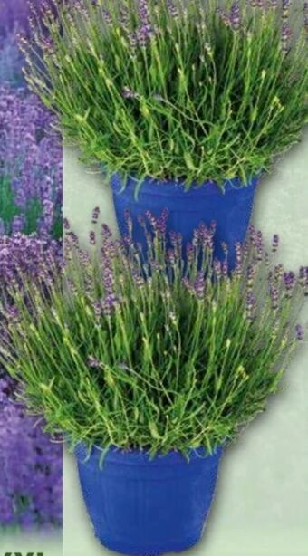 Norma Lavendel busch Angebot