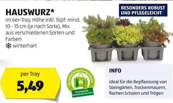 Hofer HAUSWURZ* im 6er-Tray, Höhe inkl. Topf: mind. 10-15 cm (je nach Sorte), Mix aus verschiedenen Sorten und Farben Angebot
