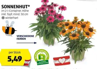 Hofer SONNENHUT* im 2-1-Container, Höhe inkl. Topf: mind. 50 cm per Stück Angebot