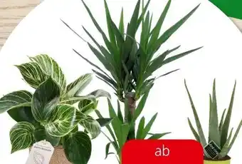 Eurospar Grünpflanzen Angebot