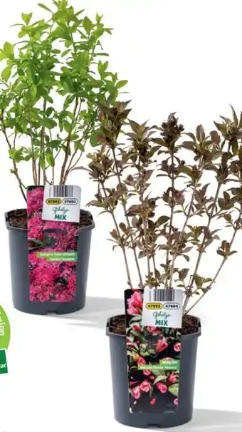 Hofer Gehölze mix Angebot