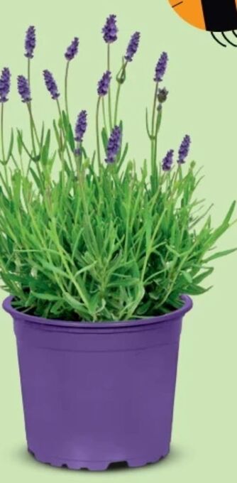 Hofer Lavendel Angebot