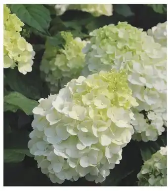 Rispenhortensie ,, Mont Blanc"