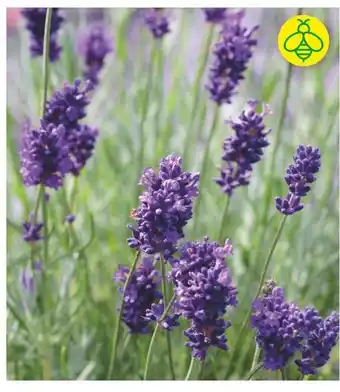 BayWa Lavendel Angebot