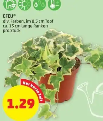 PENNY EFEU* div. Farben, im 8,5 cm Topf ca. 15 cm lange Ranken pro Stück Angebot