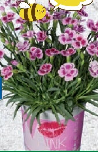 Lidl Dianthus pink kisses Angebot