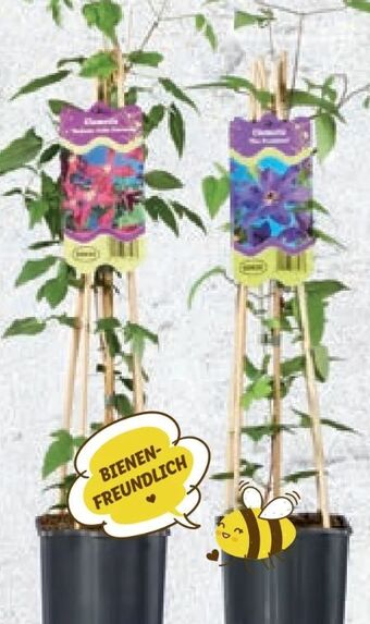 Lidl Clematis waldrebe Angebot