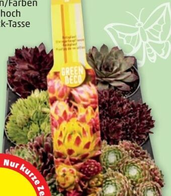 PENNY Hauswurz Angebot