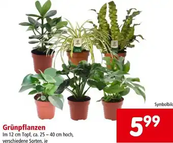 Interspar Grünpflanzen Im 12 cm Topf, ca. 25 - 40 cm hoch, verschiedene Sorten, je Angebot