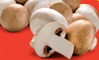 Hofer Champignons Angebot