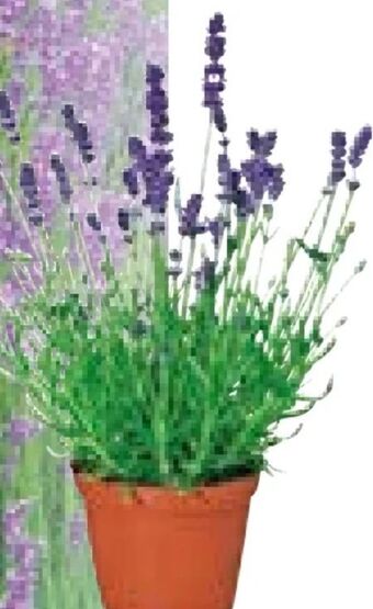 Hellweg Lavendel Angebot