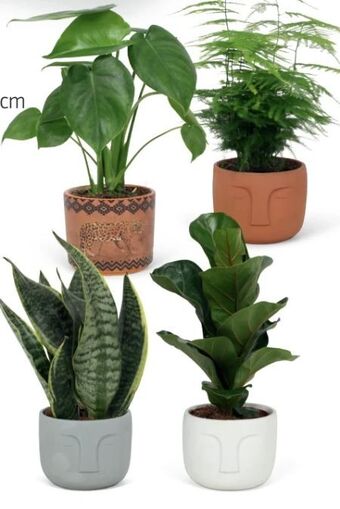 Hofer Grünpflanzen Angebot