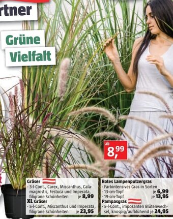 Bauhaus Gräser Angebot
