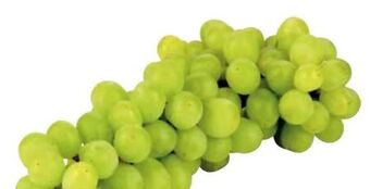 Transgourmet Trauben Angebot