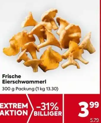 Billa Frische Eierschwammerl 300 g Packung Angebot