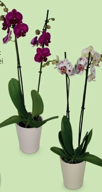 Hofer Orchidee Angebot