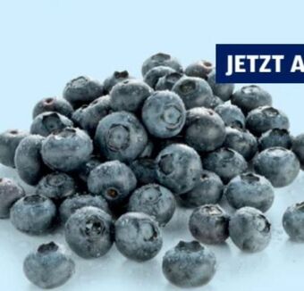 Hofer Heidelbeeren Angebot