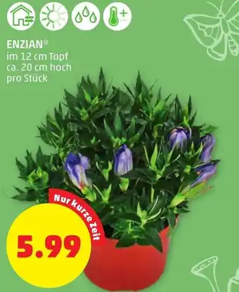 PENNY ENZIAN* im 12 cm Topf ca. 20 cm hoch pro Stück Angebot