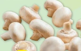 PENNY Champignons Angebot