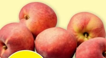 PENNY Pfirsiche Angebot