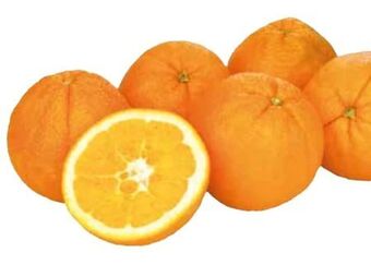 Transgourmet Orangen Angebot