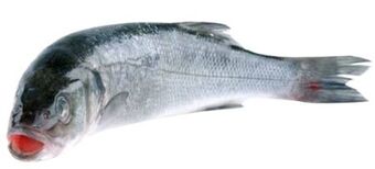 Transgourmet Wolfsbarsch Angebot