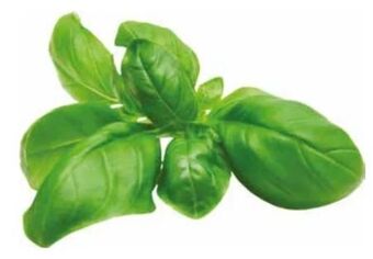 Transgourmet Basilikum Angebot