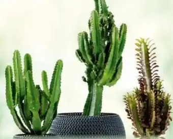 Norma Kaktus euphorbia xl mix Angebot