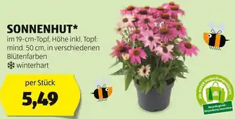Hofer SONNENHUT* im 19-cm-Topf, Höhe inkl. Topf: mind. 50 cm Angebot