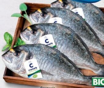 Metro Goldbrasse Angebot