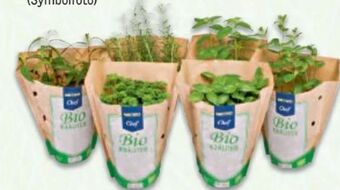 Metro Bio kräutertopfe Angebot