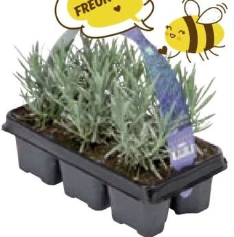 Lidl Lavendel angustifolia Angebot